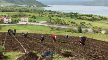 PERTEK'İ LAVANTA KOKUSU SARACAK