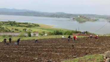 PERTEK'İ LAVANTA KOKUSU SARACAK