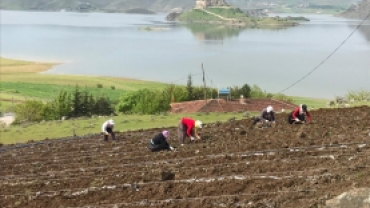 PERTEK'İ LAVANTA KOKUSU SARACAK